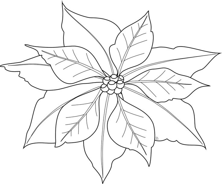 Free printable poinsettia coloring pages for kids flower coloring pages christmas poinsettia christmas coloring pages
