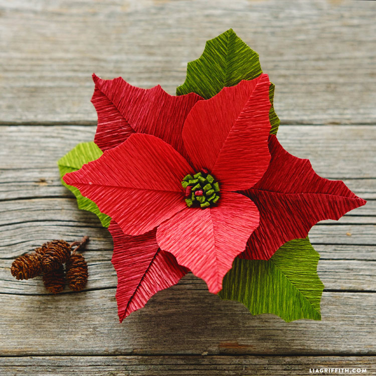 Crepe paper poinsettias template and video tutorial