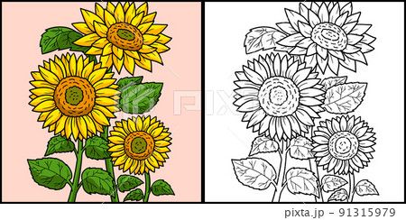 Sunflower coloring page colored illustration