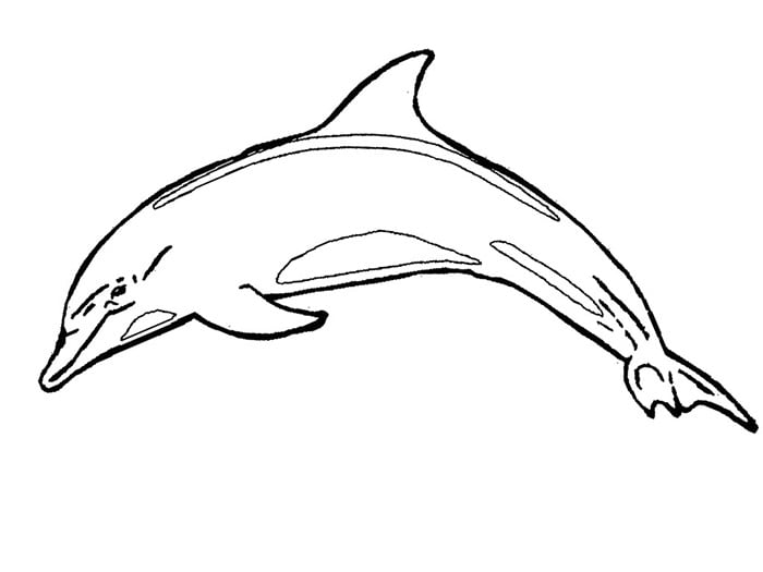 Dolphin