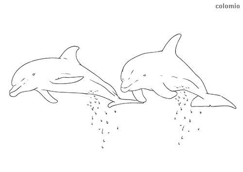 Dolphins coloring pages free printable dolphin coloring sheets