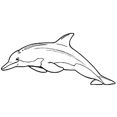 Top free printable dolphin coloring pages online