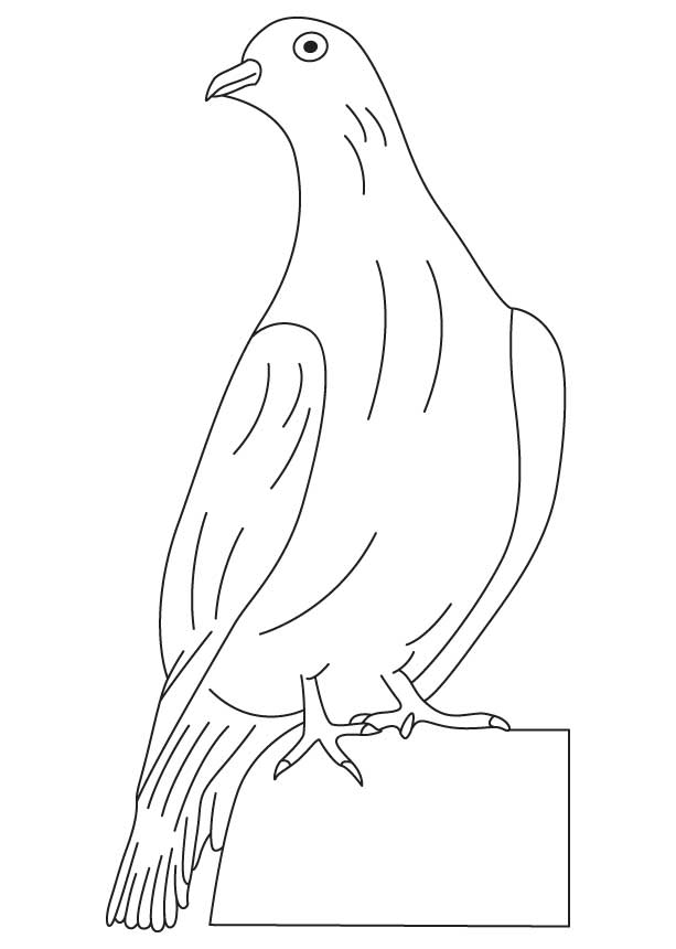 White winged dove coloring page download free white winged dove coloring page for kids best coloring pages