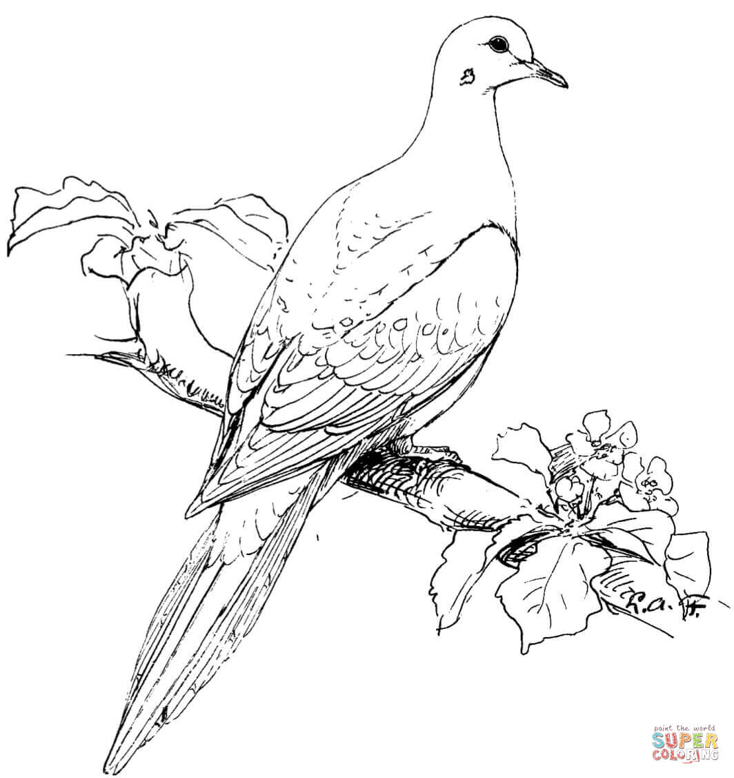 Perched mourning dove coloring page free printable coloring pages
