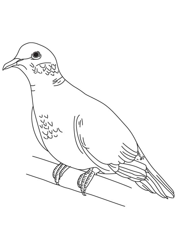 Mourning dove coloring page download free mourning dove coloring page for kids best coloring pages