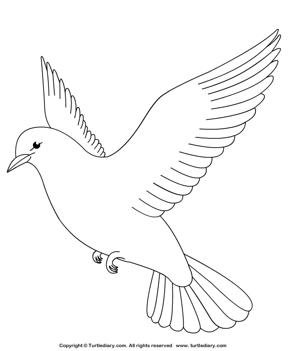 Dove coloring sheet turtle diary