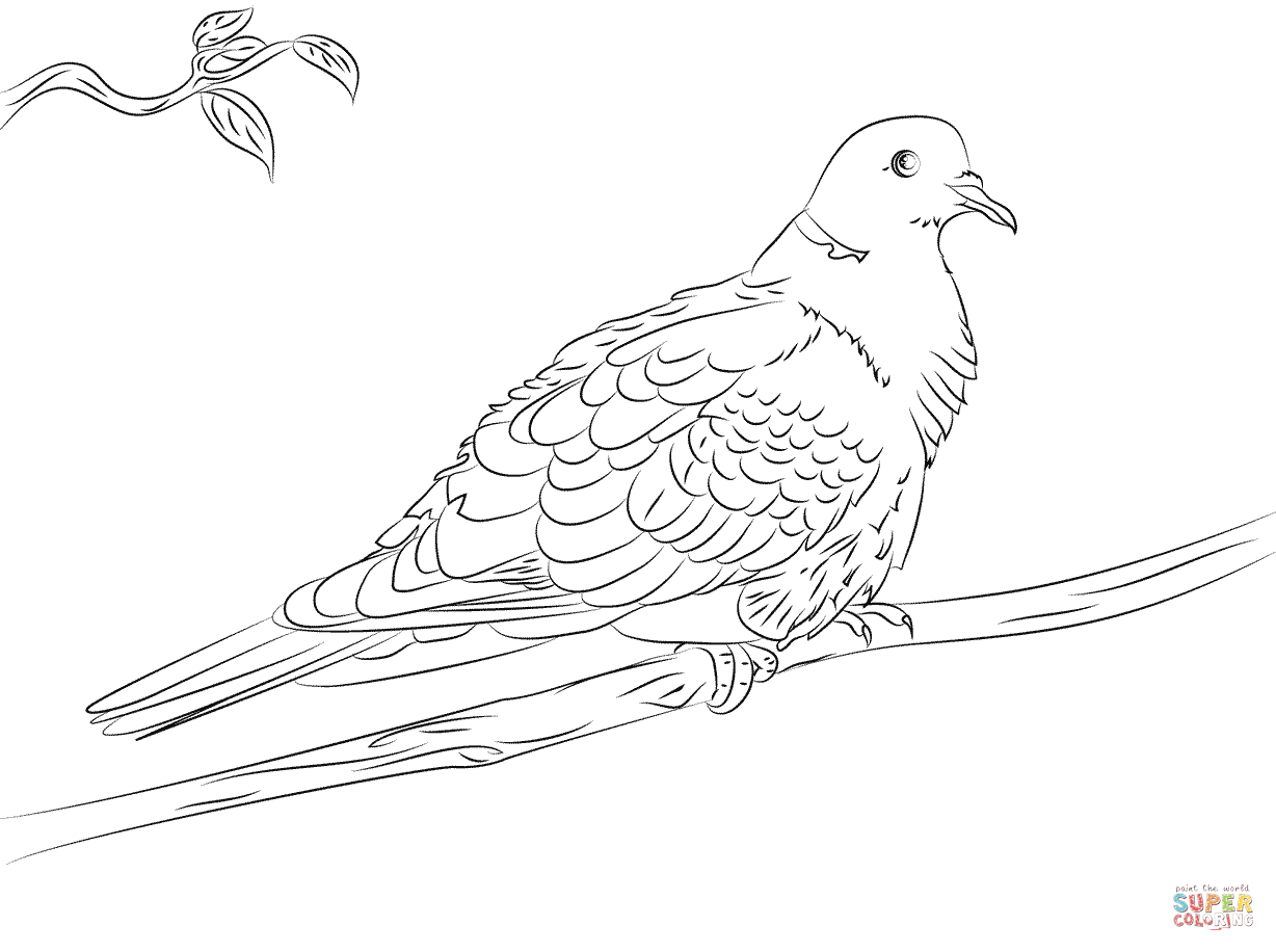Collared dove coloring page free printable coloring pages
