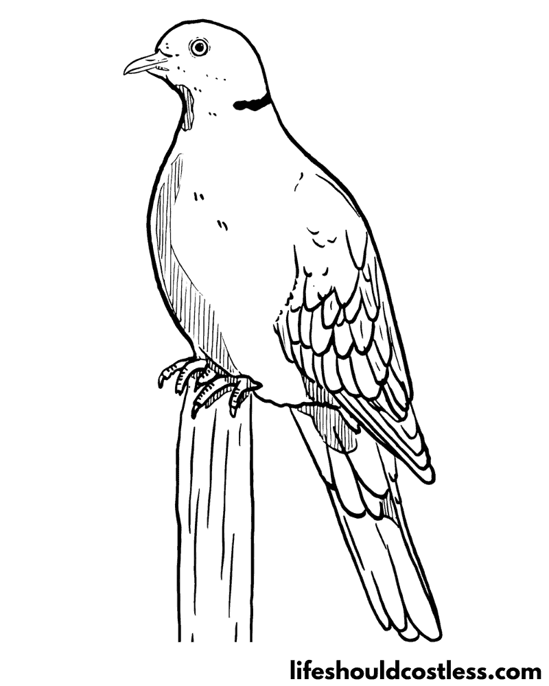 Bird coloring pages free printable pdf templates