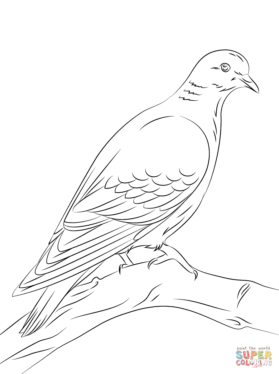 Stock dove coloring page free printable coloring pages