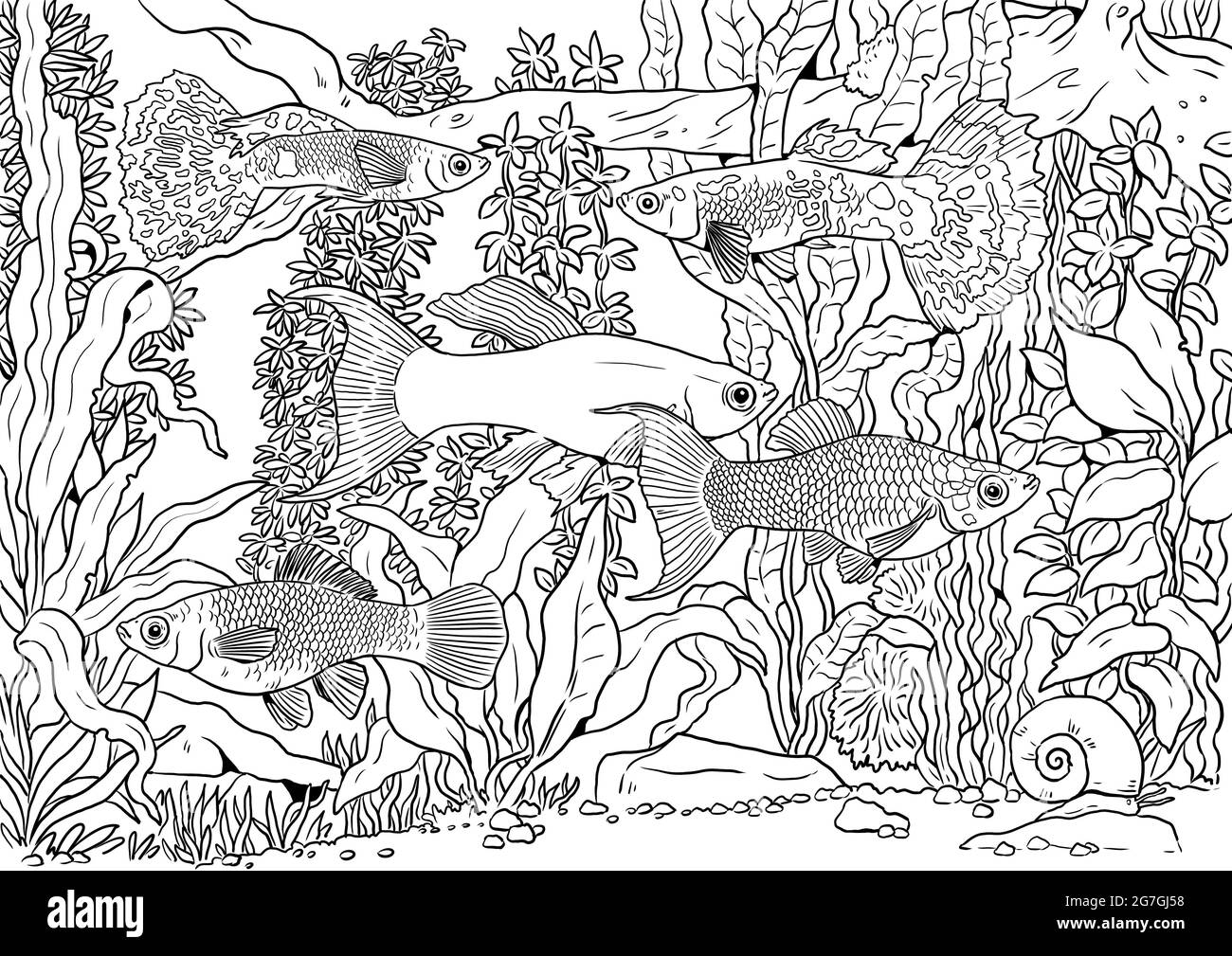 Aquarium with guppy swordtail and molly for coloring colorful tropical fish templates coloring book for children and adults stock photo