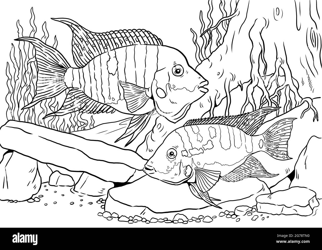 Aquarium with firemouth cichlid for coloring colorful fish templates coloring book for children and adults stock photo