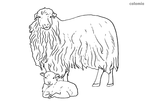 Sheeps coloring pages free printable sheep coloring sheets