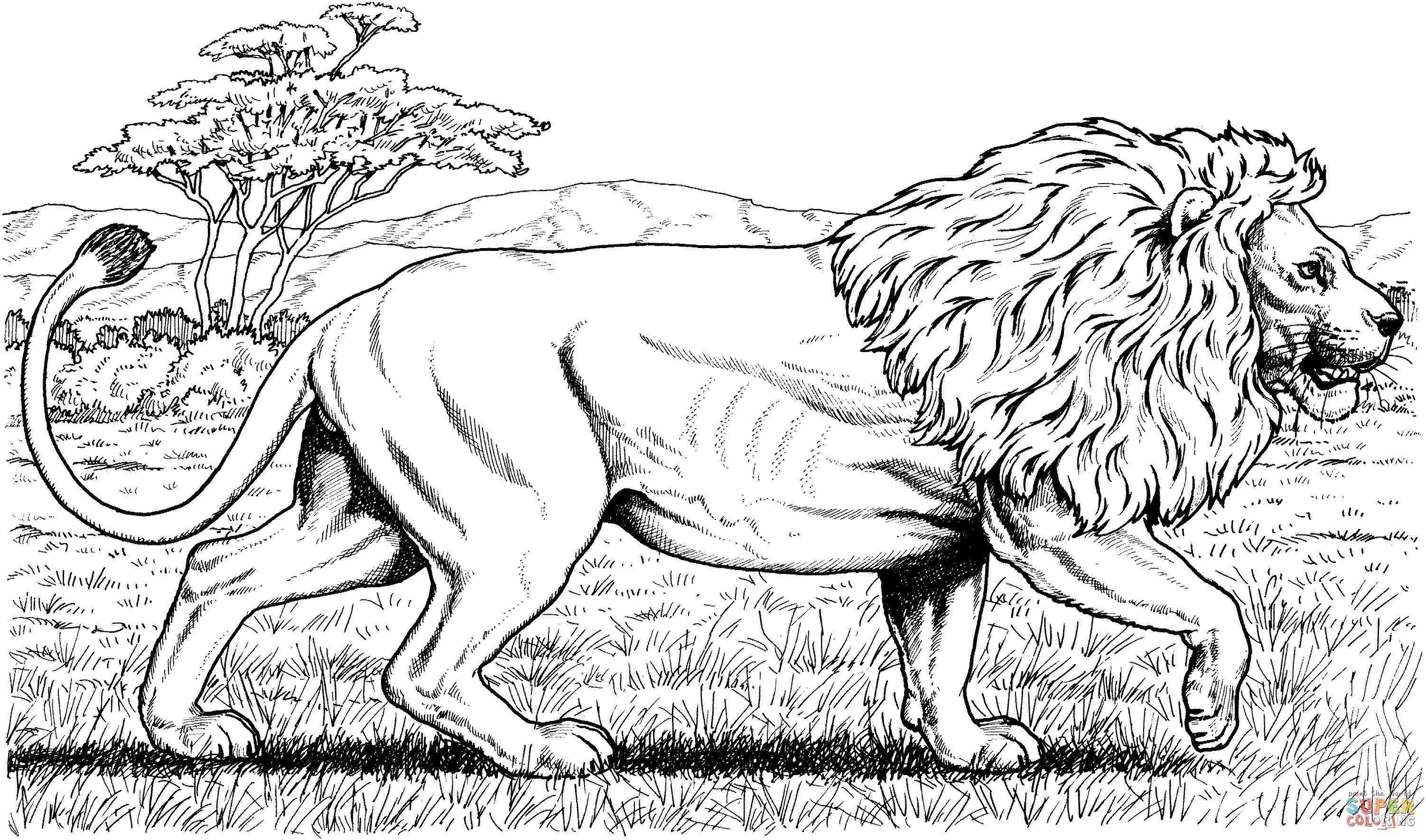 Walking african lion coloring page free printable coloring pages