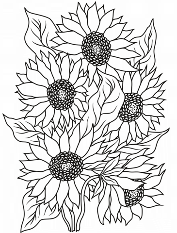 Sunflower coloring page free printable coloring pages