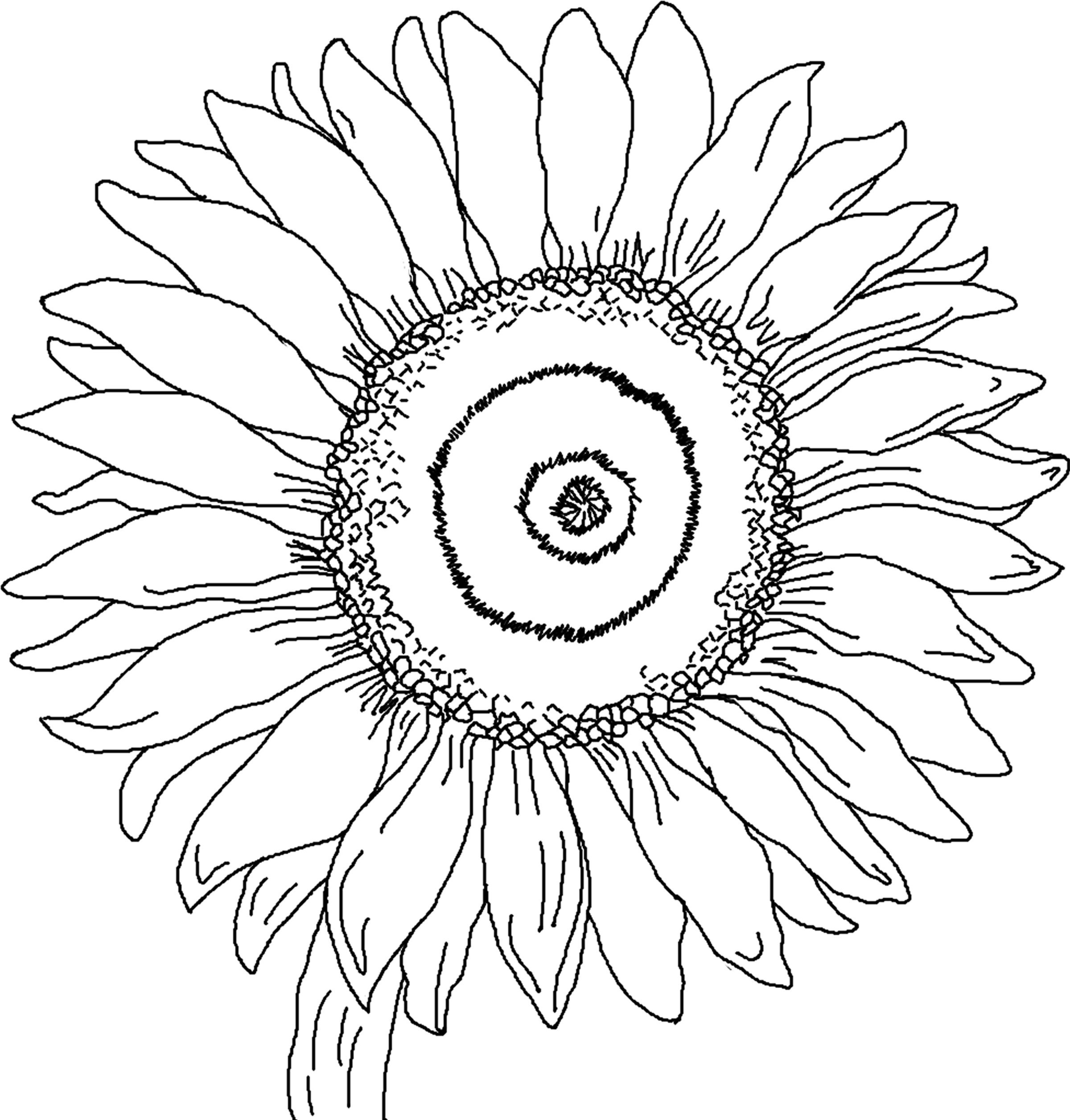 Free printable sunflower coloring pages for kids