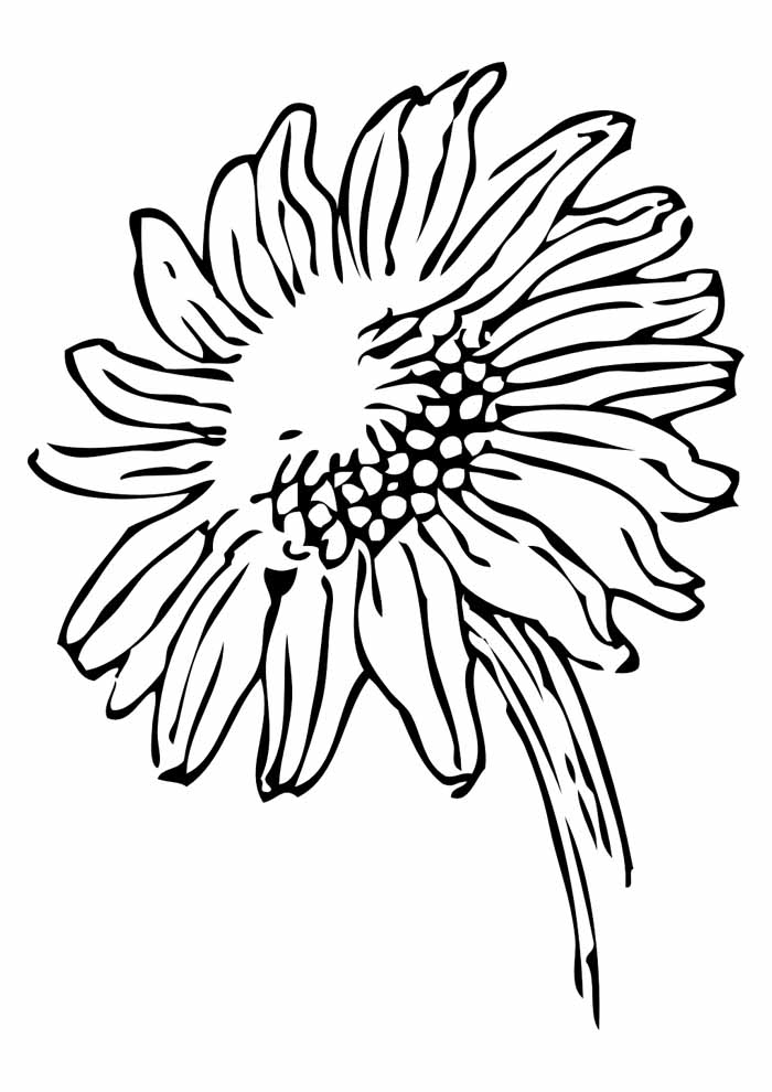 Sunflower coloring pages free personalizable coloring pages