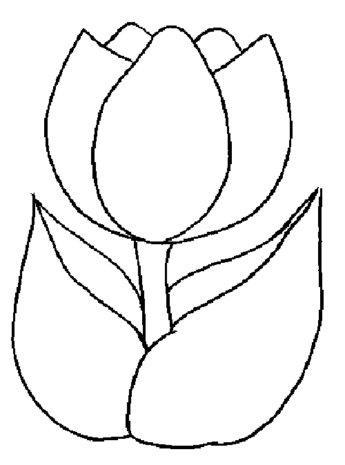 Free printable tulip coloring pages for kids