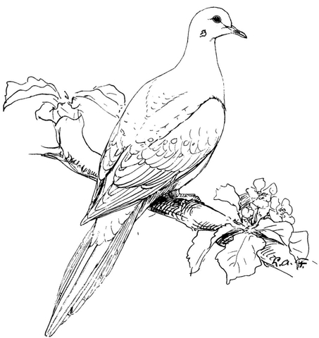 Perched mourning dove coloring page free printable coloring pages