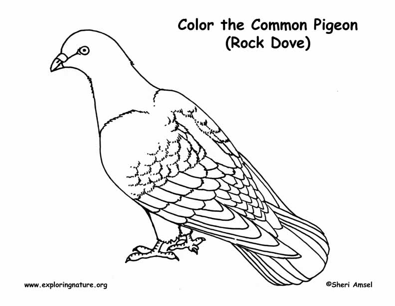 Pigeon coloring page