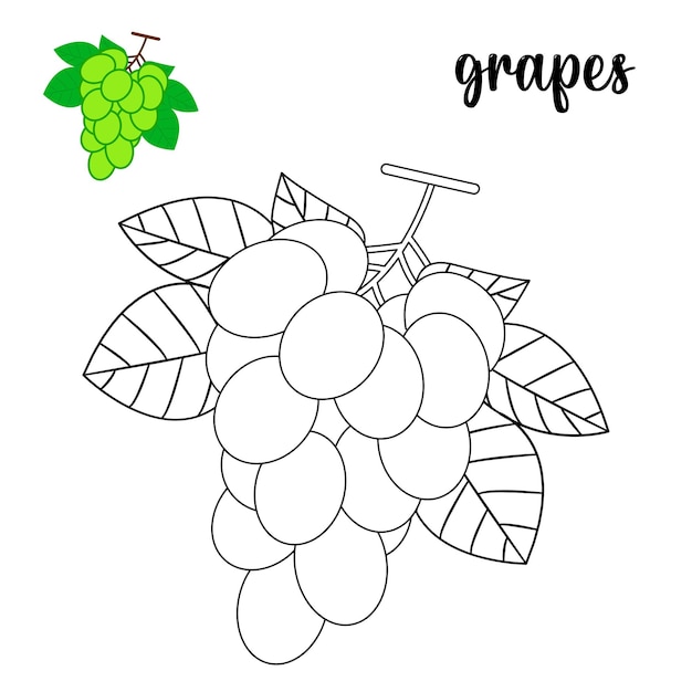 Grapes coloring page images