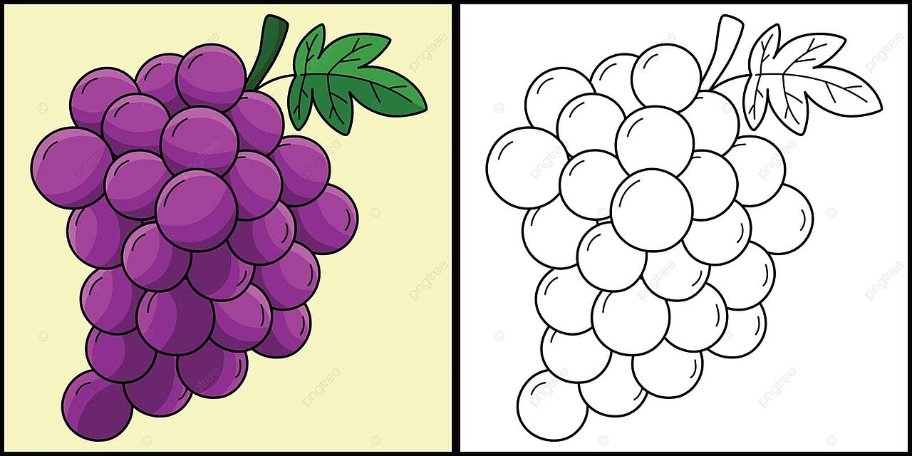 Grapes fruit coloring page colored illustration healthy vitamins juicy vector fruit drawing rat drawing grape drawing png and vector with transparent background for free download