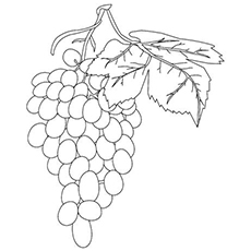 Top free printable lovely grapes coloring pages online