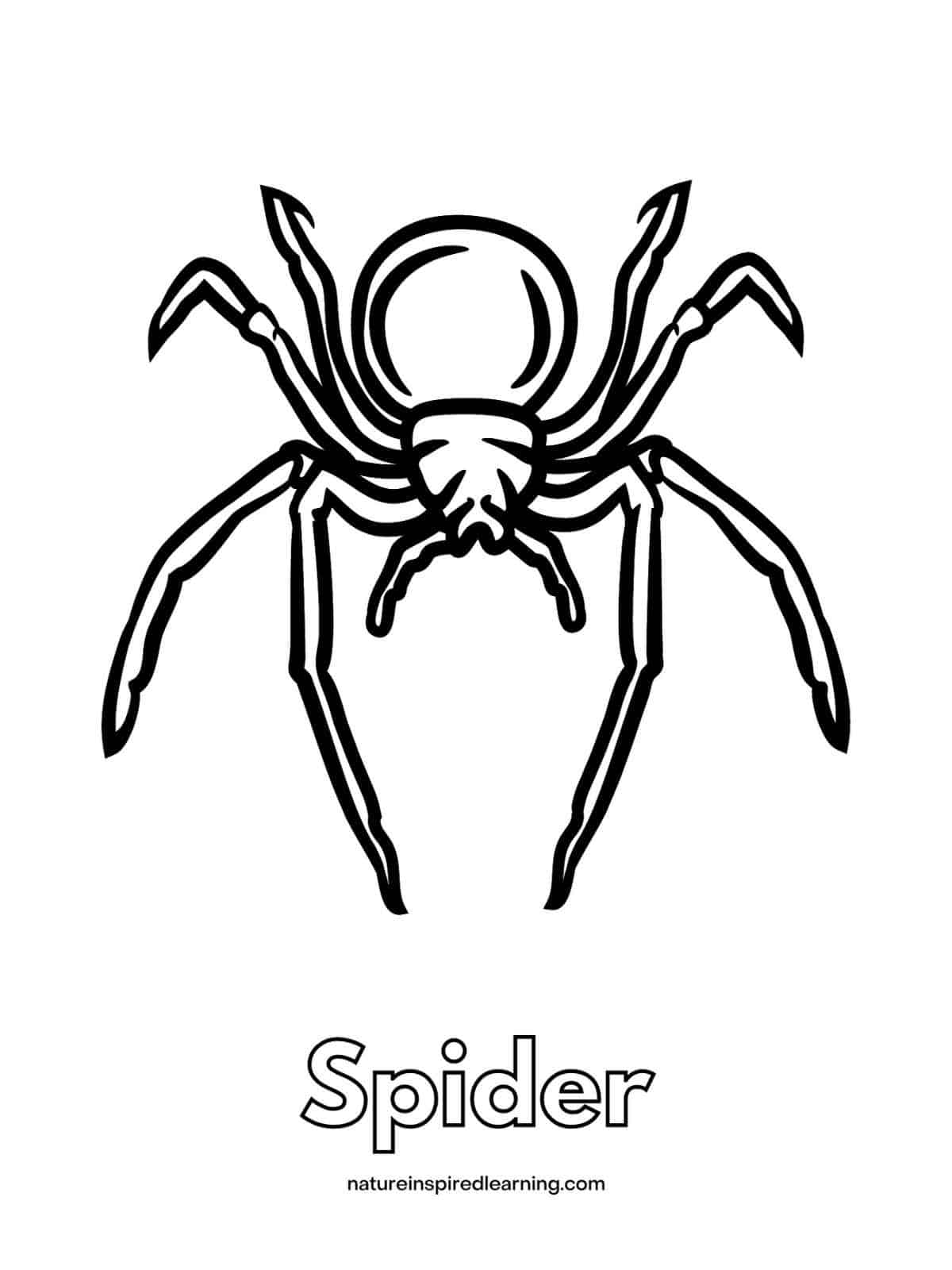 Spider coloring pages