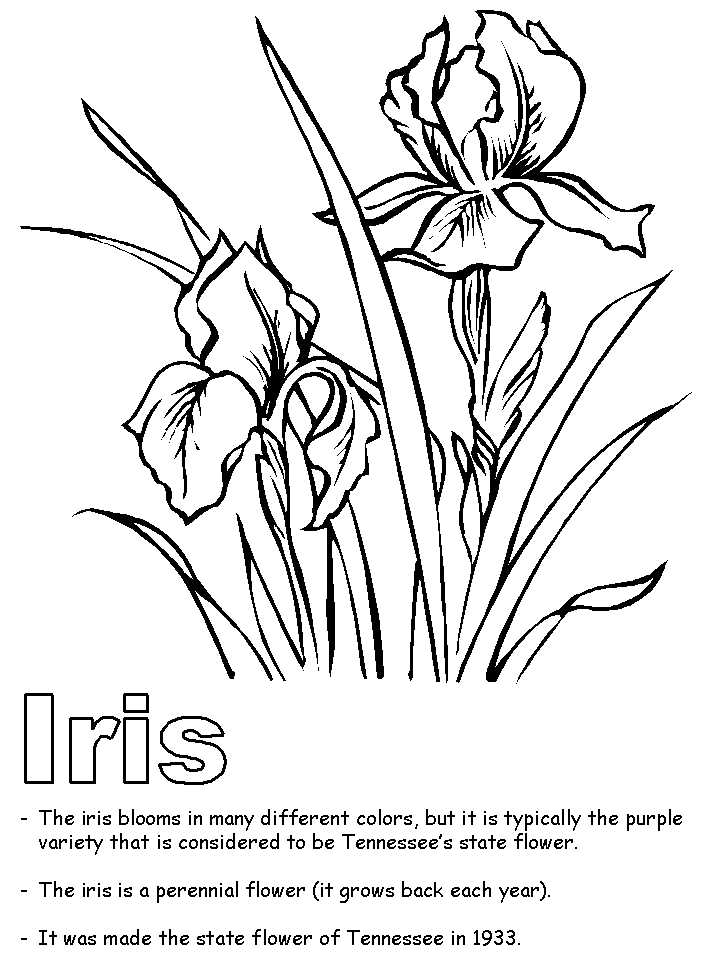 Iris coloring page