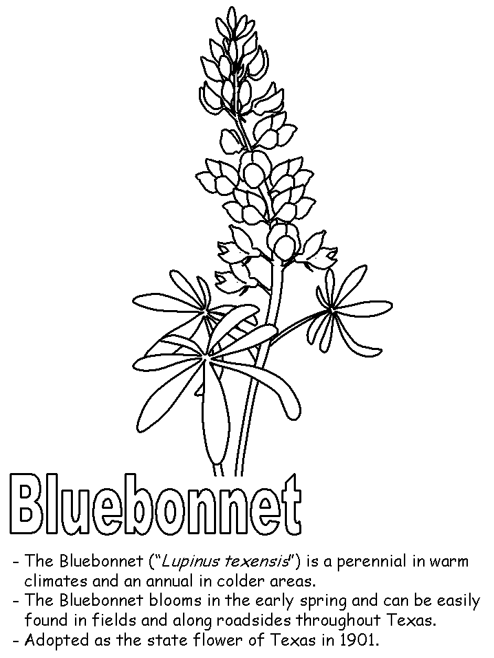 Bluebonnet coloring page