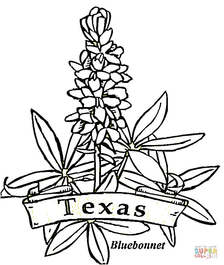 Texas flowers coloring page free printable coloring pages