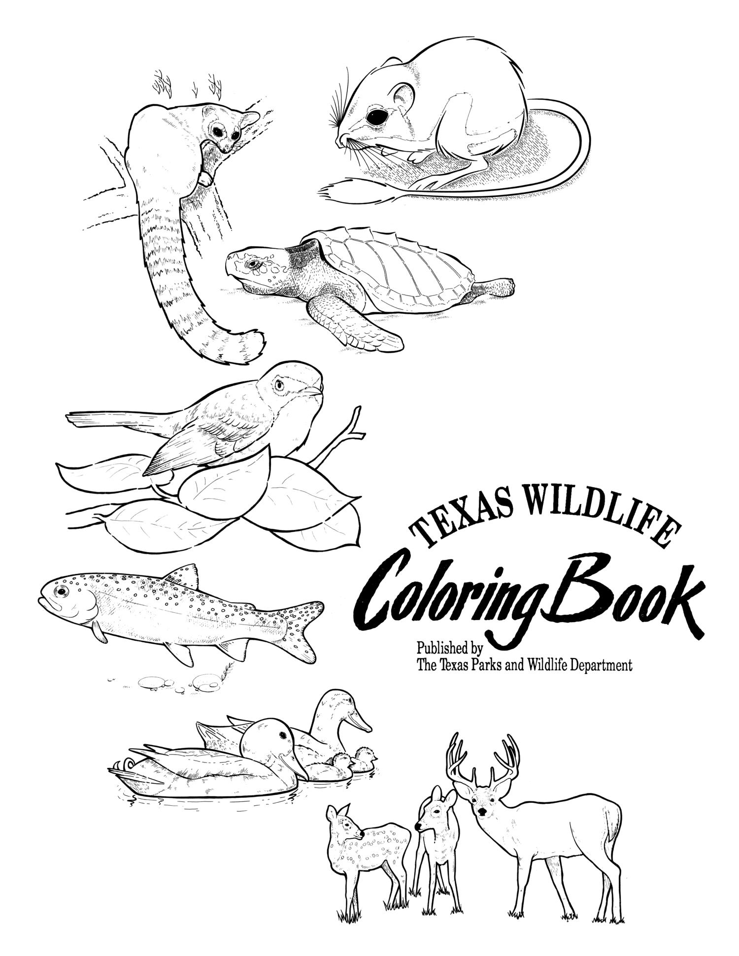 Texas wildlife coloring book