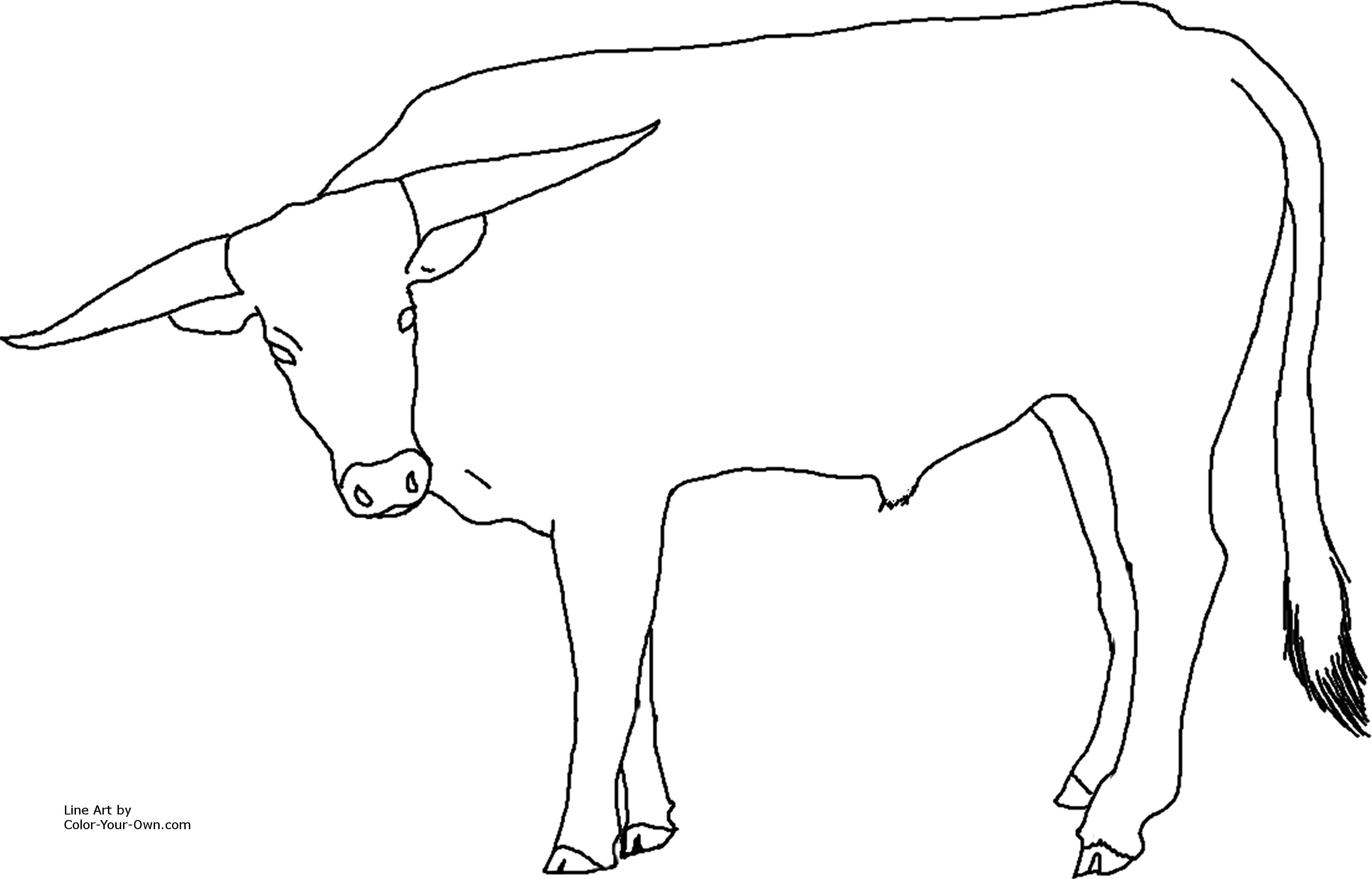 Longhorn steer coloring page