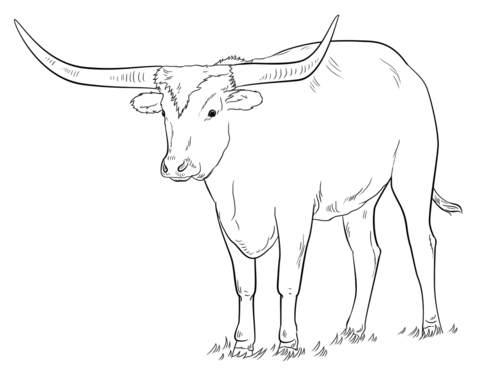 Texas longhorn coloring page free printable coloring pages