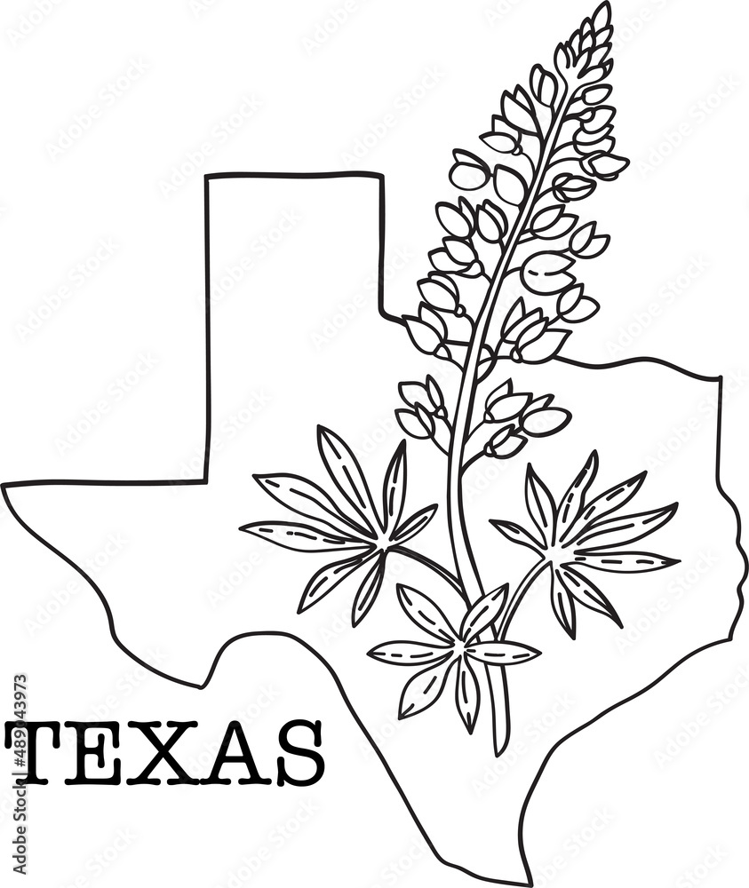 Texas map with bluebonnet flower vector line sketch lone star state symbol vector