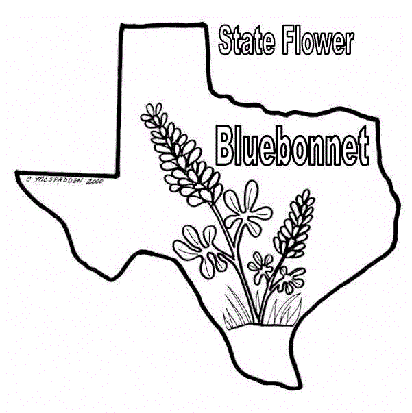 Bluebonnet