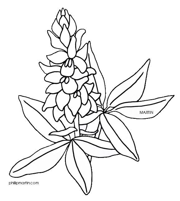 Texas state flower bluebonnet blue bonnets flower drawing design coloring pages