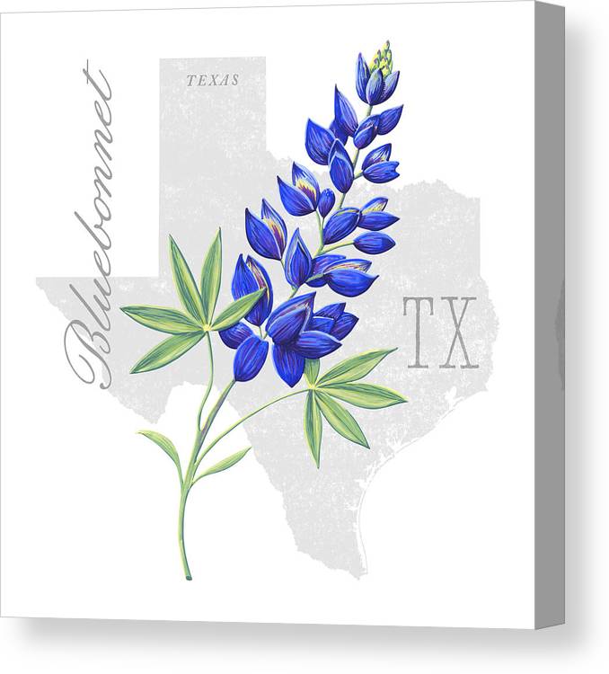 Texas state flower bluebonnet art by jen montgomery canvas print canvas art by jen montgomery