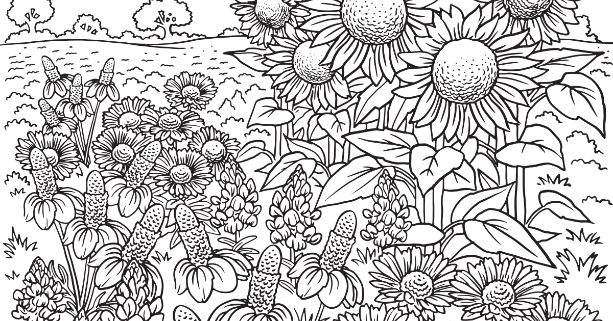 Download our printable wildflower coloring pages