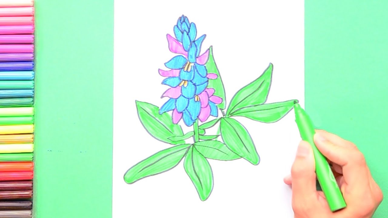 How to draw bluebonnet