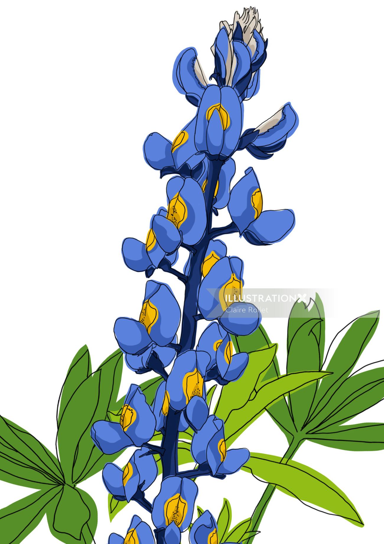 Texas bluebonnet flower illustration by claire rollet