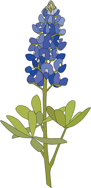 Bluebonnet stock illustrations royalty