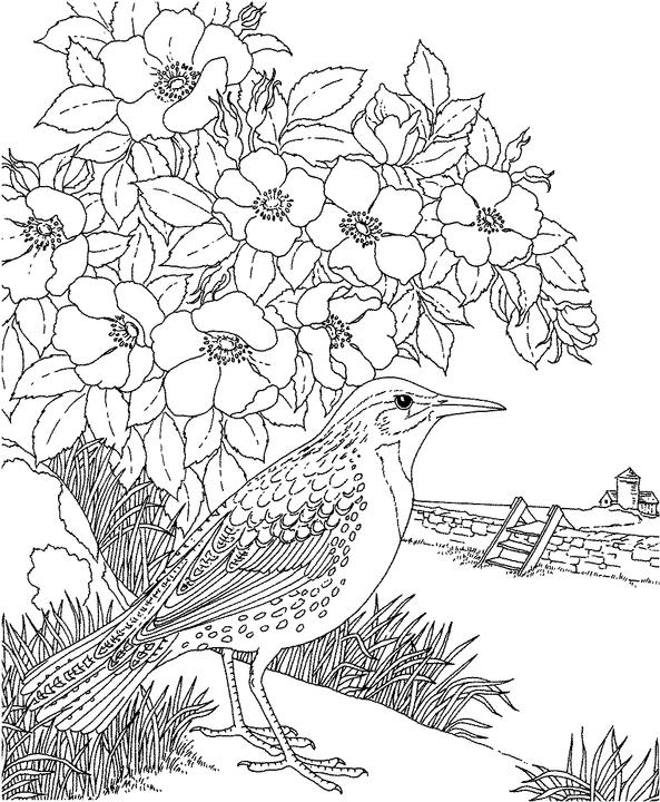 North dakota western meadowlark coloring page purple kitty