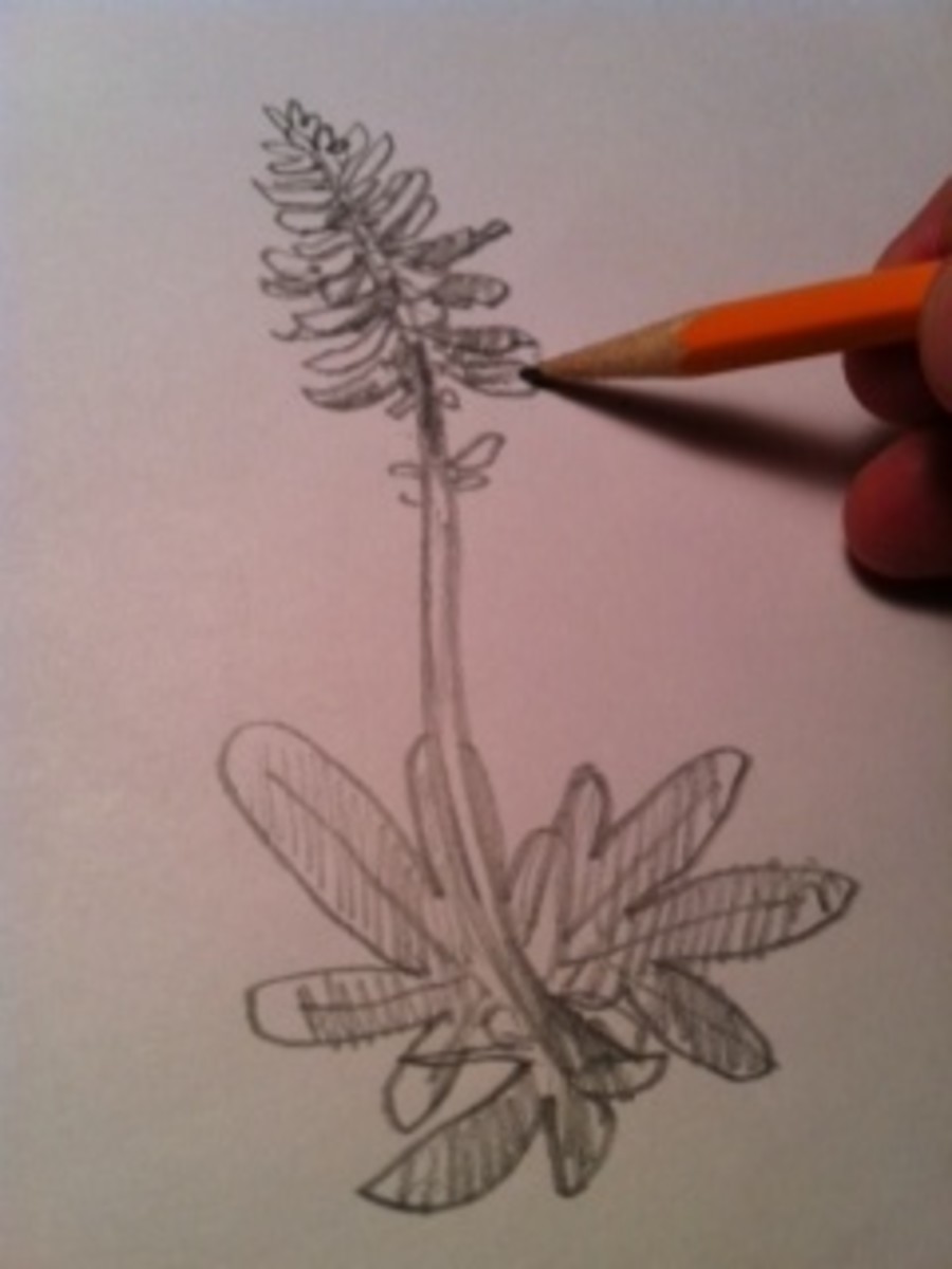 How to draw bluebonnet flowers