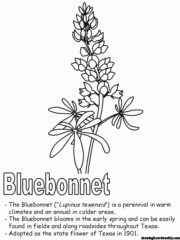 Bluebonnet coloring page free