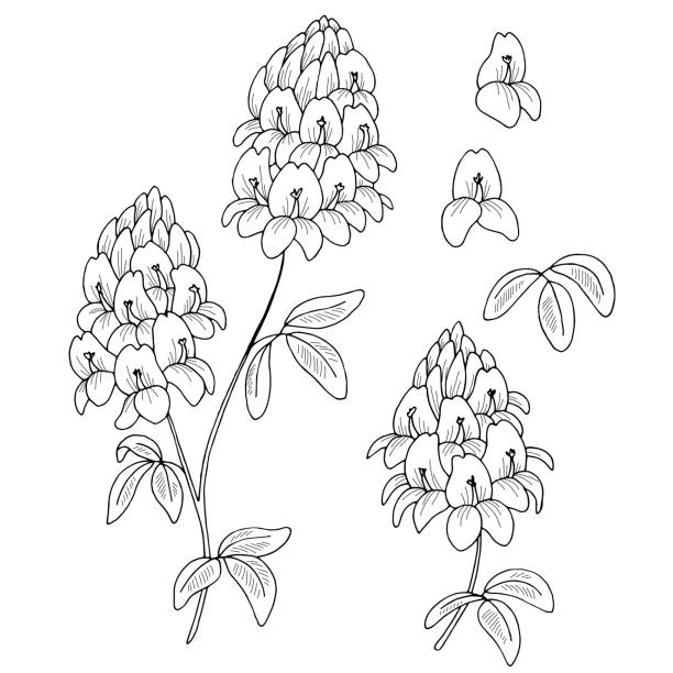 Alfalfa flower graphic black white isolated sketch illustration vector stock illustration