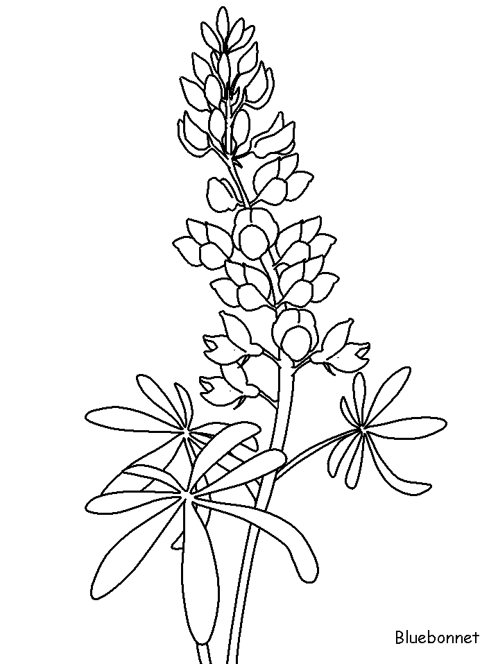 Bluebonnet flowers coloring pages coloring book flower coloring pages flower drawing blue bonnets