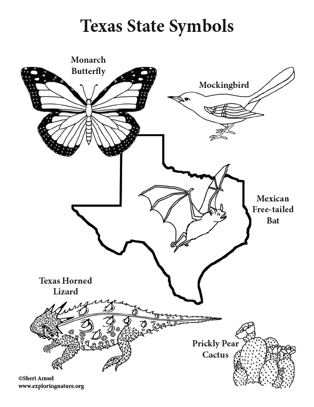 Texas state symbols coloring page