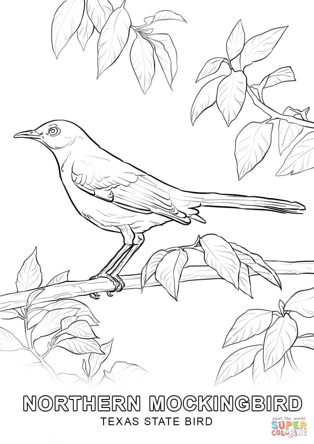 Texas state bird coloring page free printable coloring pages