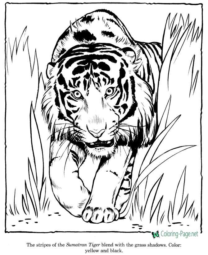 Tiger coloring pages zoo