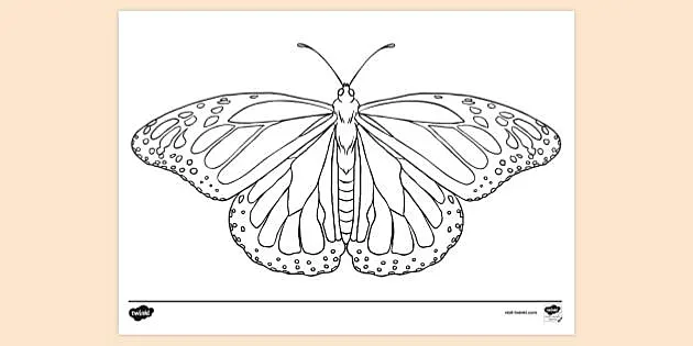 Butterfly drawing louring pages for kids teacher made